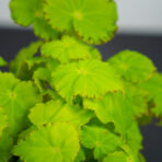 Begonia rex beleaf lima love