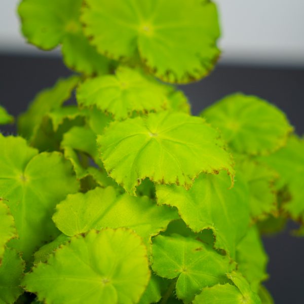 Begonia rex beleaf lima love Begonia rex beleaf lima love