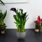 zantedeschia-black-hero-kalla
