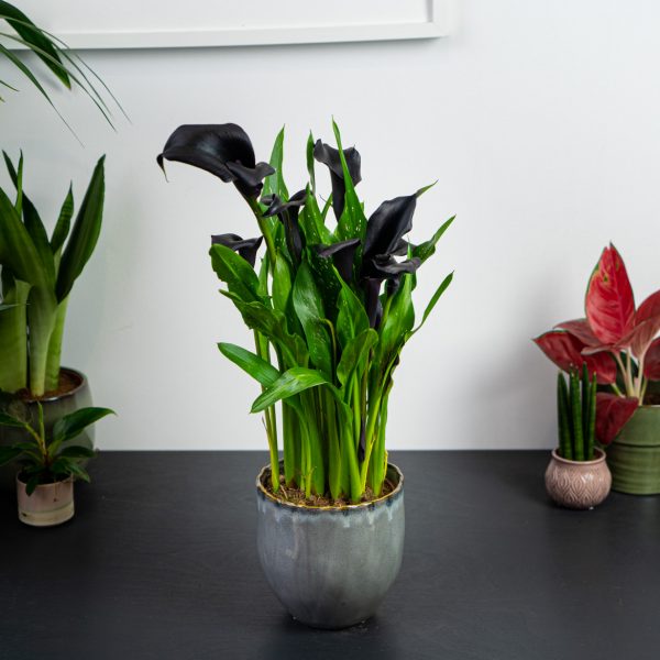 zantedeschia-black-hero-kalla zantedeschia-black-hero-kalla