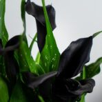 zantedeschia-black-hero-kalla