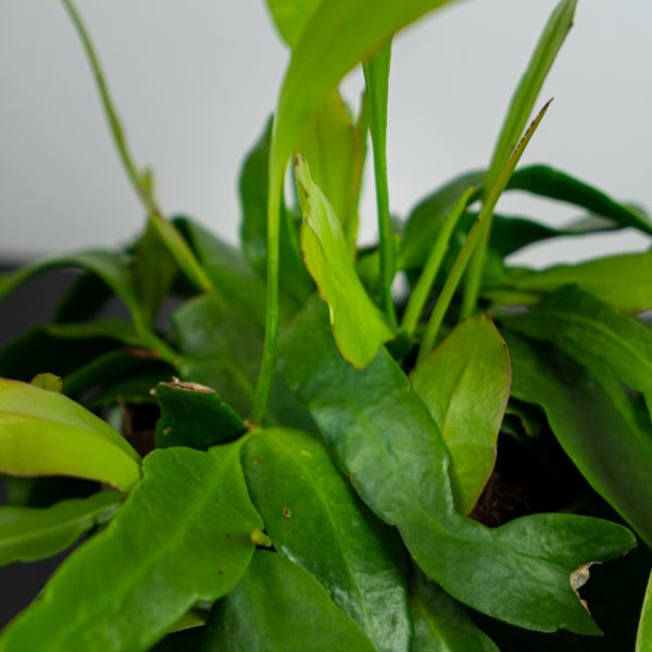 lepismium-houlletianum lepismium-houlletianum