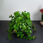 Eszynantus thai pink (aeschynanthus)