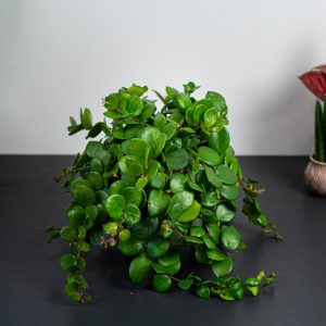 Eszynantus thai pink (aeschynanthus)