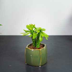 Monadenium guentheri