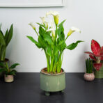 Zantedeschia siberia white (kalla)