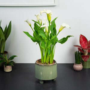 Zantedeschia siberia white (kalla)