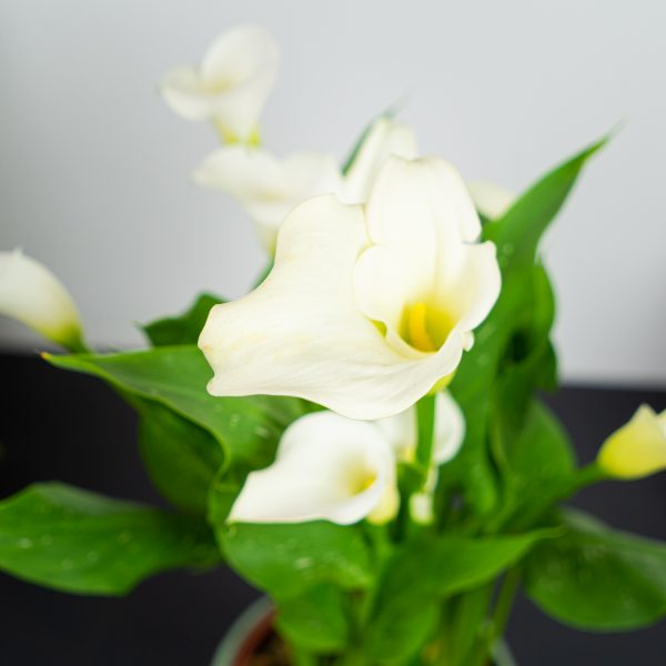 Zantedeschia siberia white (kalla) Zantedeschia siberia white (kalla)