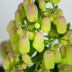 kalanchoe-magic-bells