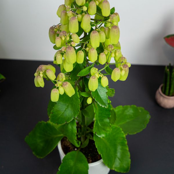 kalanchoe-magic-bells kalanchoe-magic-bells