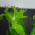 paproc-zanokcica-asplenium-crissie