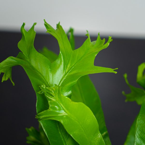 paproc-zanokcica-asplenium-crissie paproc-zanokcica-asplenium-crissie