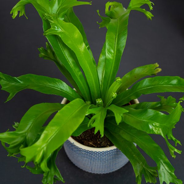 paproc-zanokcica-asplenium-crissie paproc-zanokcica-asplenium-crissie