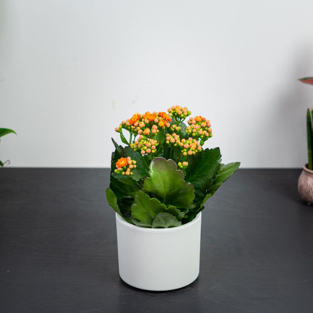 kalanchoe-blossfeldiana-orange