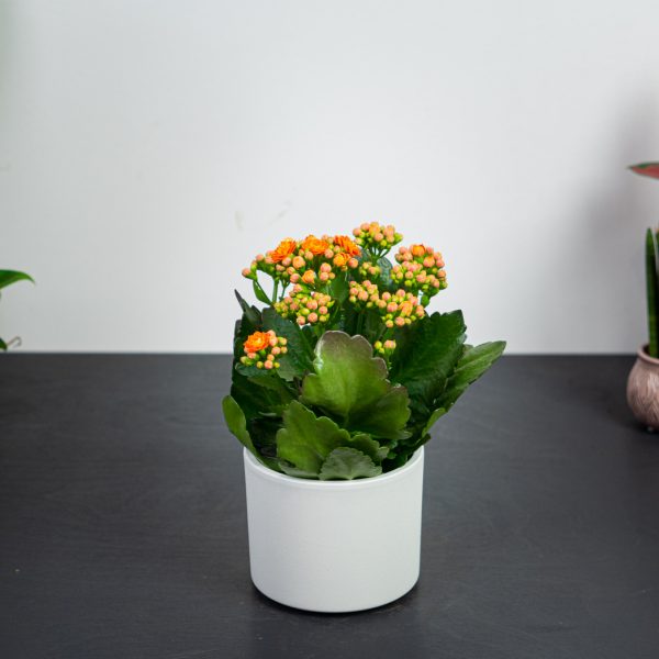 kalanchoe-blossfeldiana-orange kalanchoe-blossfeldiana-orange