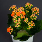 kalanchoe-blossfeldiana-orange