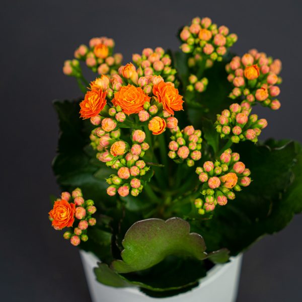 kalanchoe-blossfeldiana-orange kalanchoe-blossfeldiana-orange