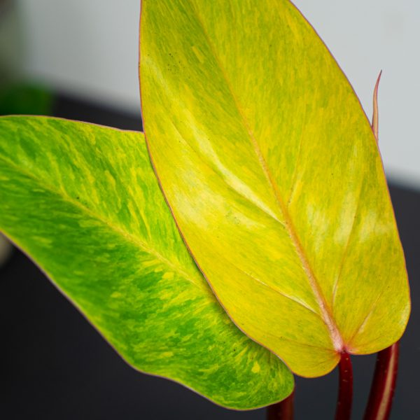 philodendron-medisa-painted-lady philodendron-medisa-painted-lady
