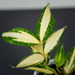 dracena-milky-way
