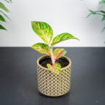 aglaonema-red-ruby