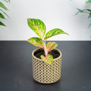 aglaonema-red-ruby