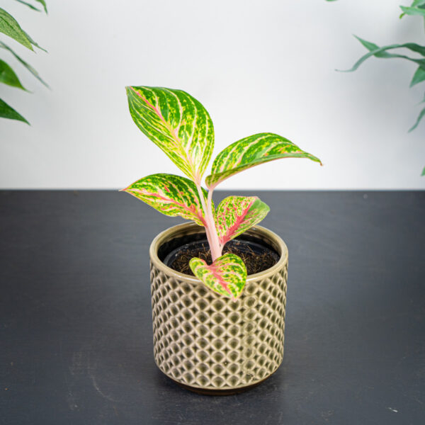 aglaonema-red-ruby aglaonema-red-ruby