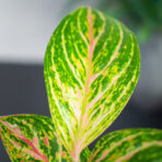 aglaonema-red-ruby