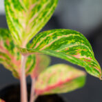 aglaonema-red-ruby