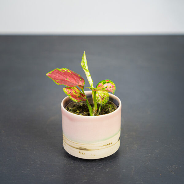 aglaonema-red-beauty-baby