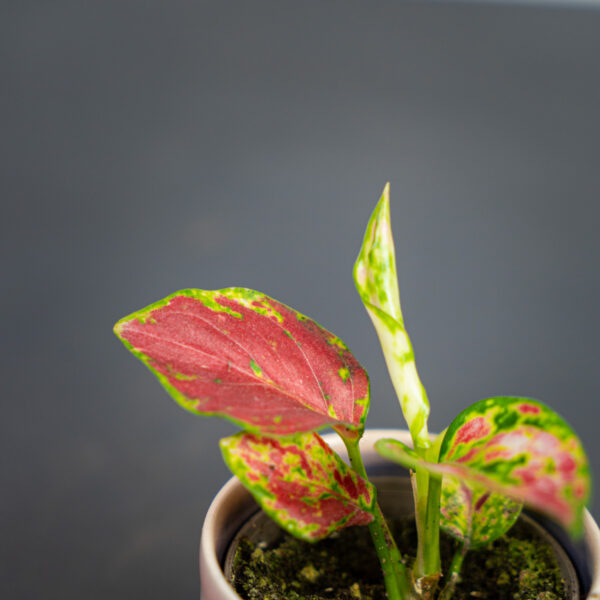 aglaonema-red-beauty-baby aglaonema-red-beauty-baby