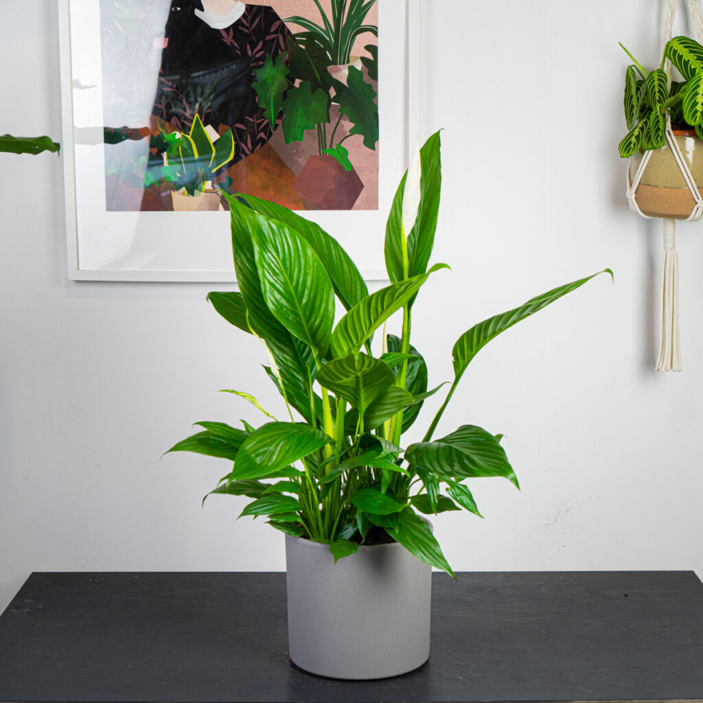 skrzydlokwiat-sweet-lauretta-spathiphyllum