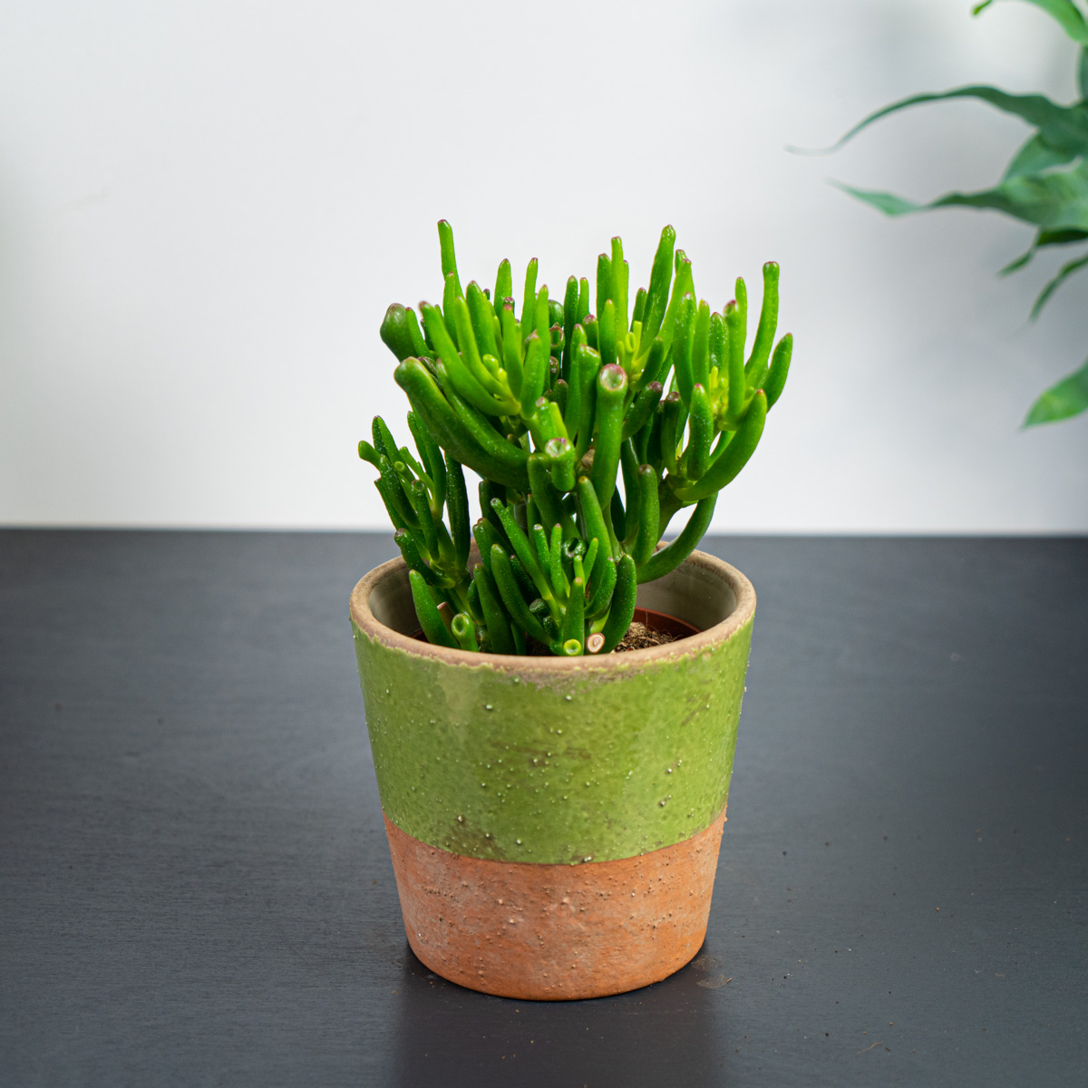 Grubosz (Crassula ovata hobbit)