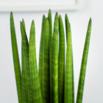 sansevieria-cylindrica