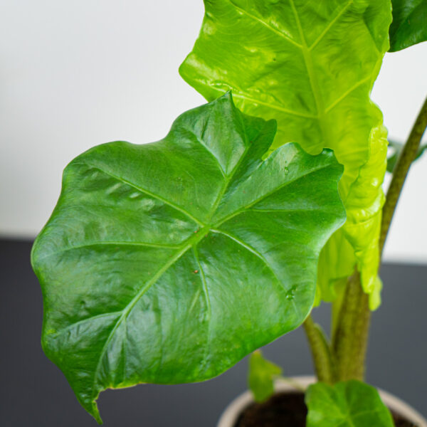 alokazja-portodora-alocasia alokazja-portodora-alocasia