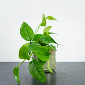 epipremnum-pinnatum