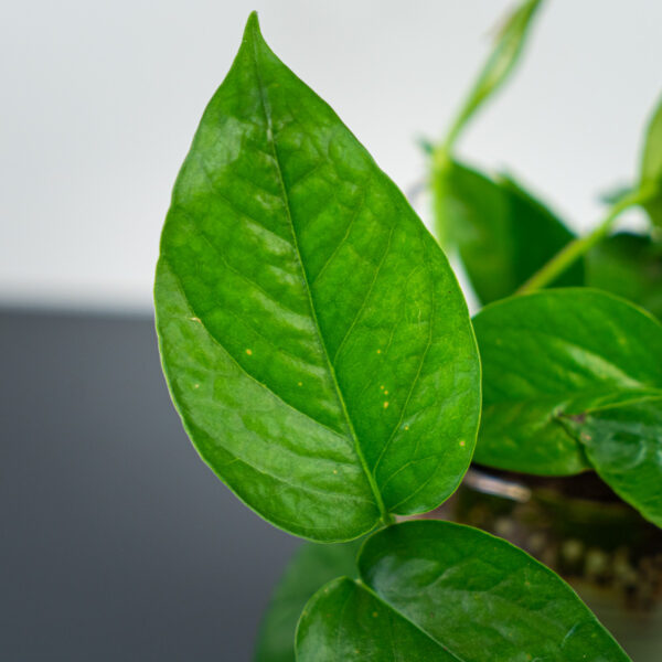 epipremnum-pinnatum epipremnum-pinnatum