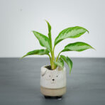 aglaonema-silver-bay-baby
