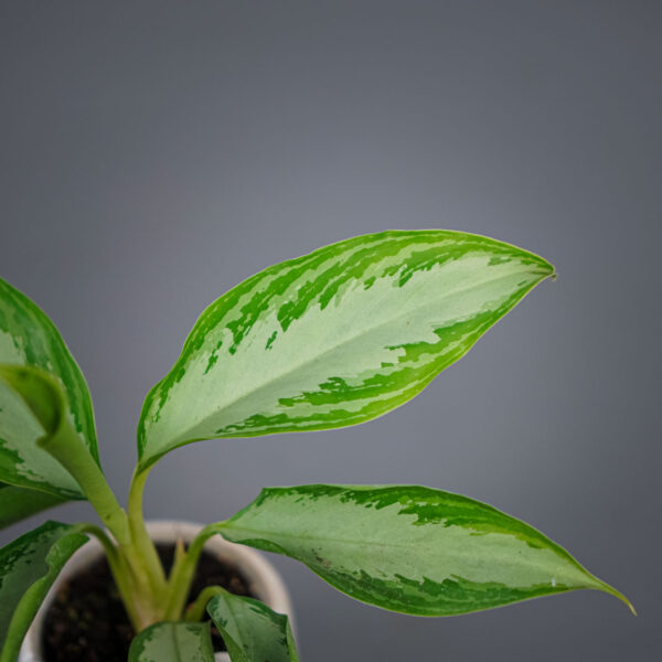 aglaonema-silver-bay-baby aglaonema-silver-bay-baby