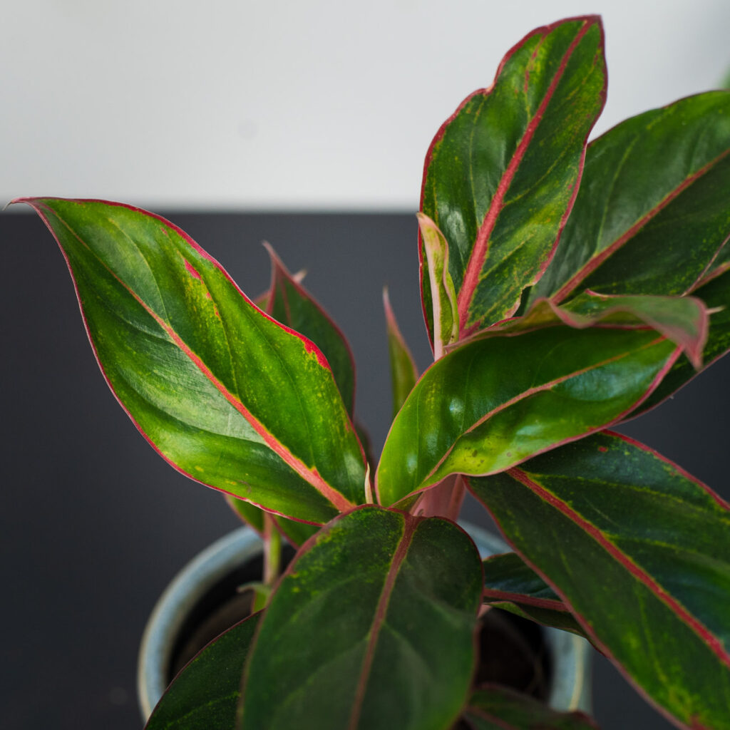 aglaonema-crete
