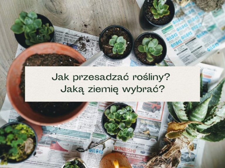 Rośliny w doniczkach, wokół rozsypana ziemia