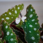 begonia-maculata-silver-spot