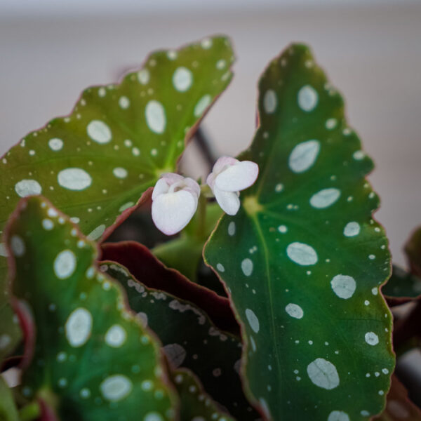 begonia-maculata-silver-spot (2) begonia-maculata-silver-spot