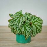 begonia-rex-silver-king