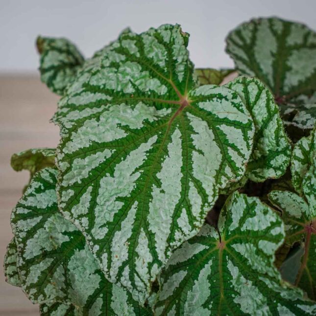 begonia-rex-silver-king (2) begonia-rex-silver-king