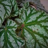 begonia-rex-silver-king