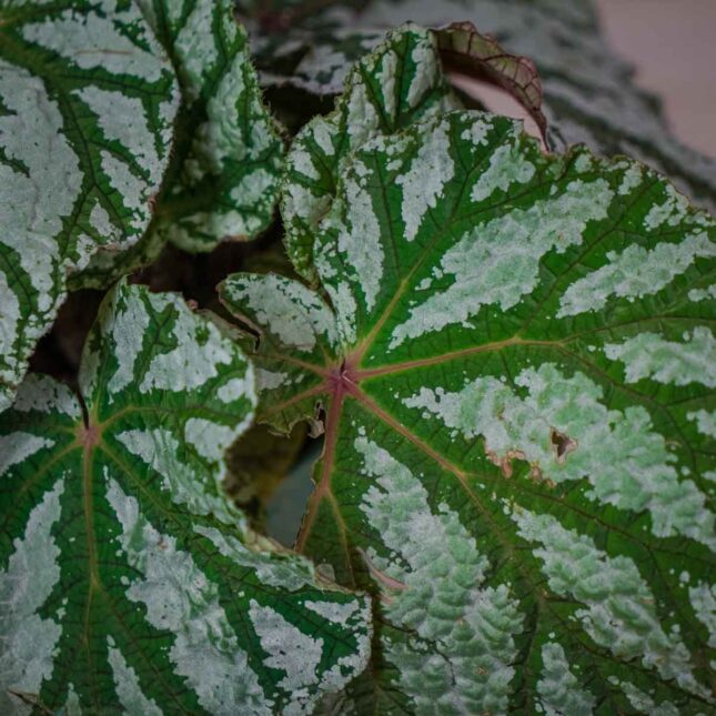 begonia-rex-silver-king (3) begonia-rex-silver-king