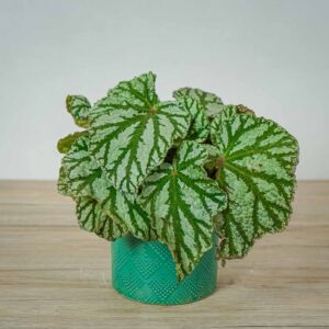 begonia-rex-silver-king