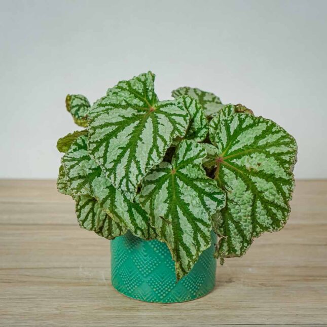 begonia-rex-silver-king begonia-rex-silver-king