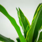dracena-fragrans-deremensis-art-dracaena