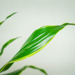 dracena-fragrans-deremensis-art-dracaena